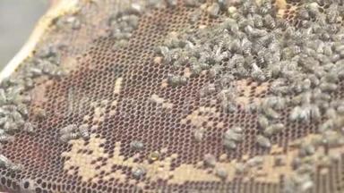 养蜂人用蜜蜂支撑蜂窝的框架。 蜜蜂蜜蜂蜜蜂蜜蜂蜜蜂蜜蜂蜜蜂蜜蜂